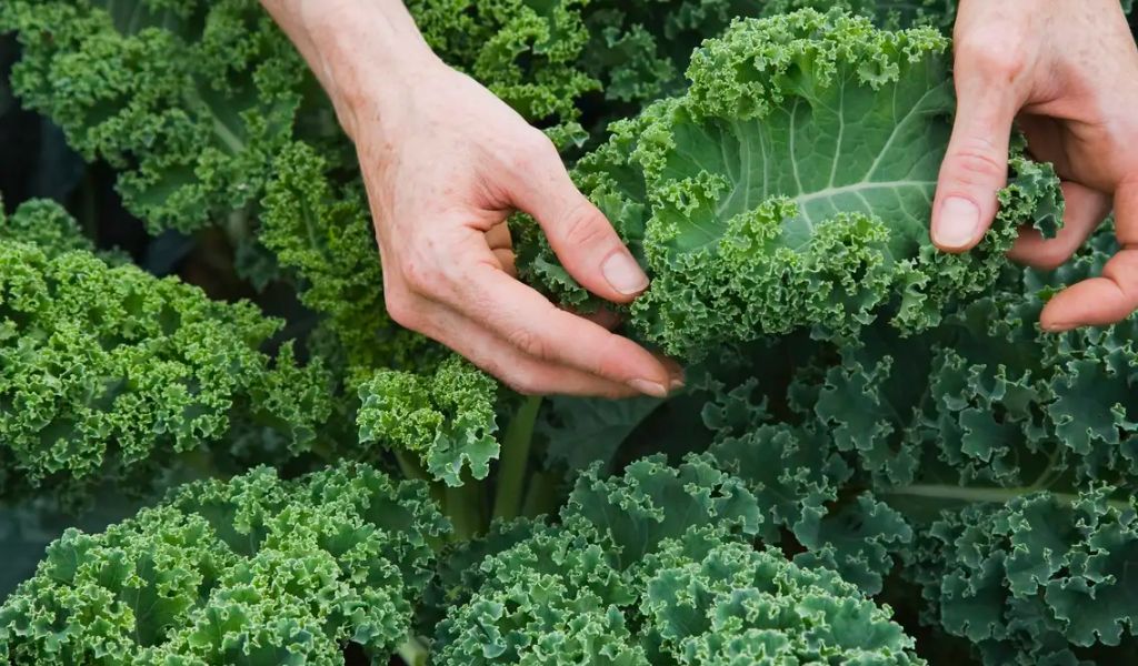 Cải xoăn Kale có tác dụng gì? 10 lợi ích sức khỏe bạn nên biết